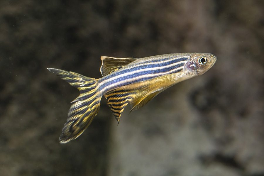 斑馬魚