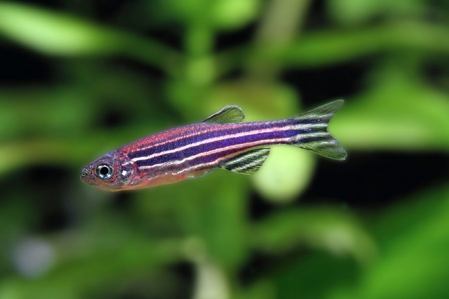 斑馬魚